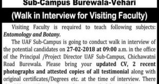 University of Agriculture Faisalabad (BurewalaVehari) Jobs 2018 for Teaching Faculty (Walk-in Interviews) Latest